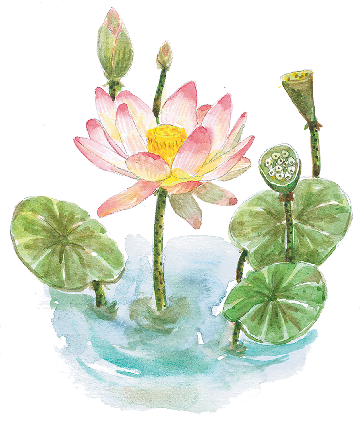 lotus